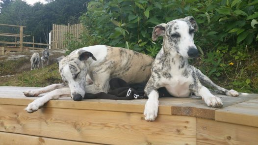 21318868_1855240694491107_8242906350773186428_o