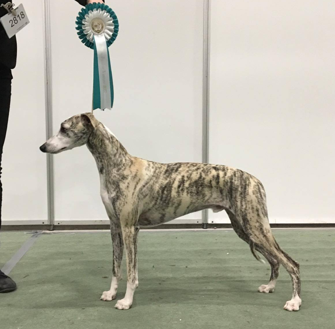 NJV-2017 Allfirdas Hugin