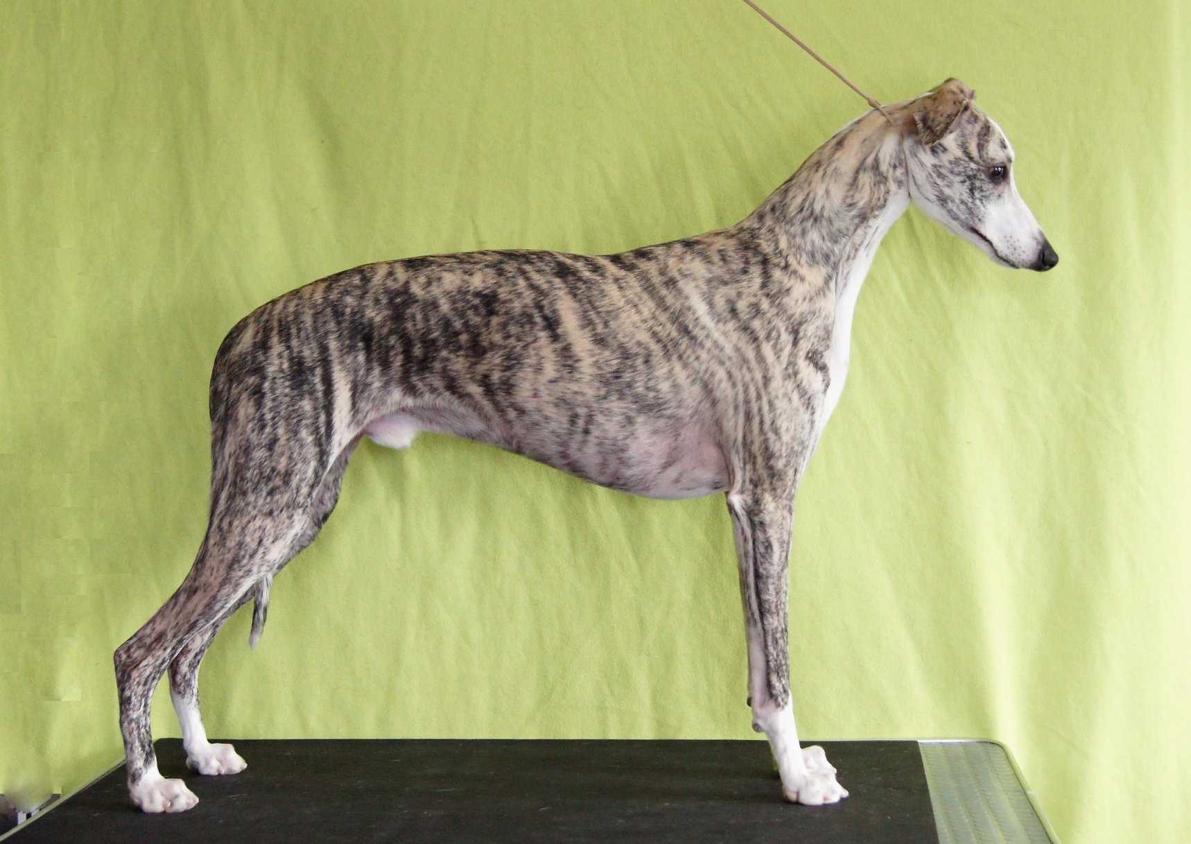 28070361_2044288985586276_2983667517392145679_o