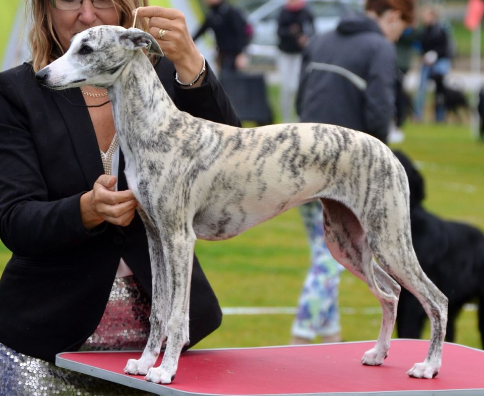 Hjortronblommas Quick Dance