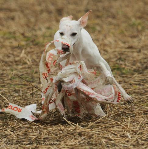 11154933_10153170575721291_3526714009008306031_o