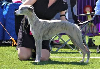 33808804_10215172538054298_2883525817151782912_o