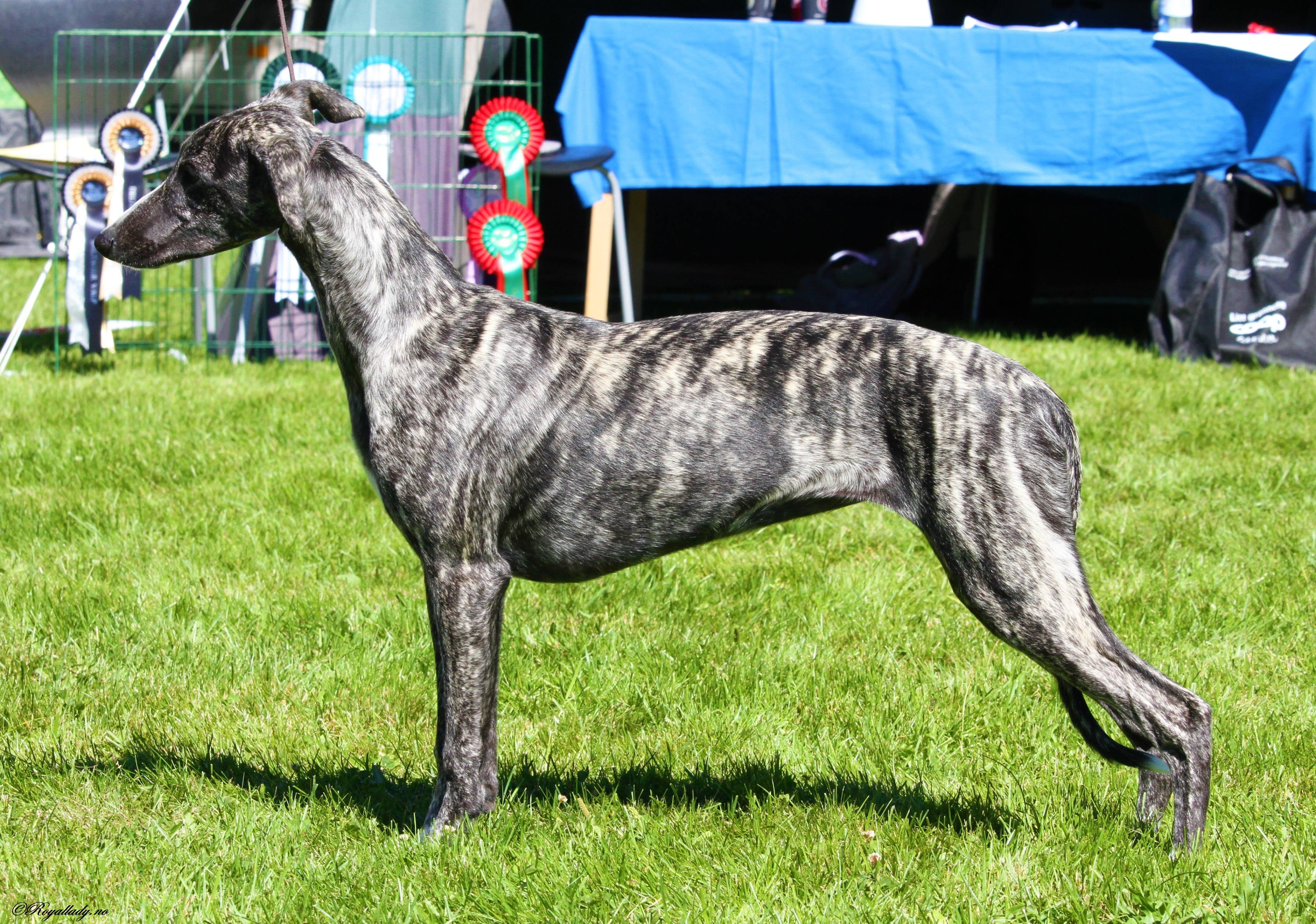 Abba Myndeklubben 30.juni 2018