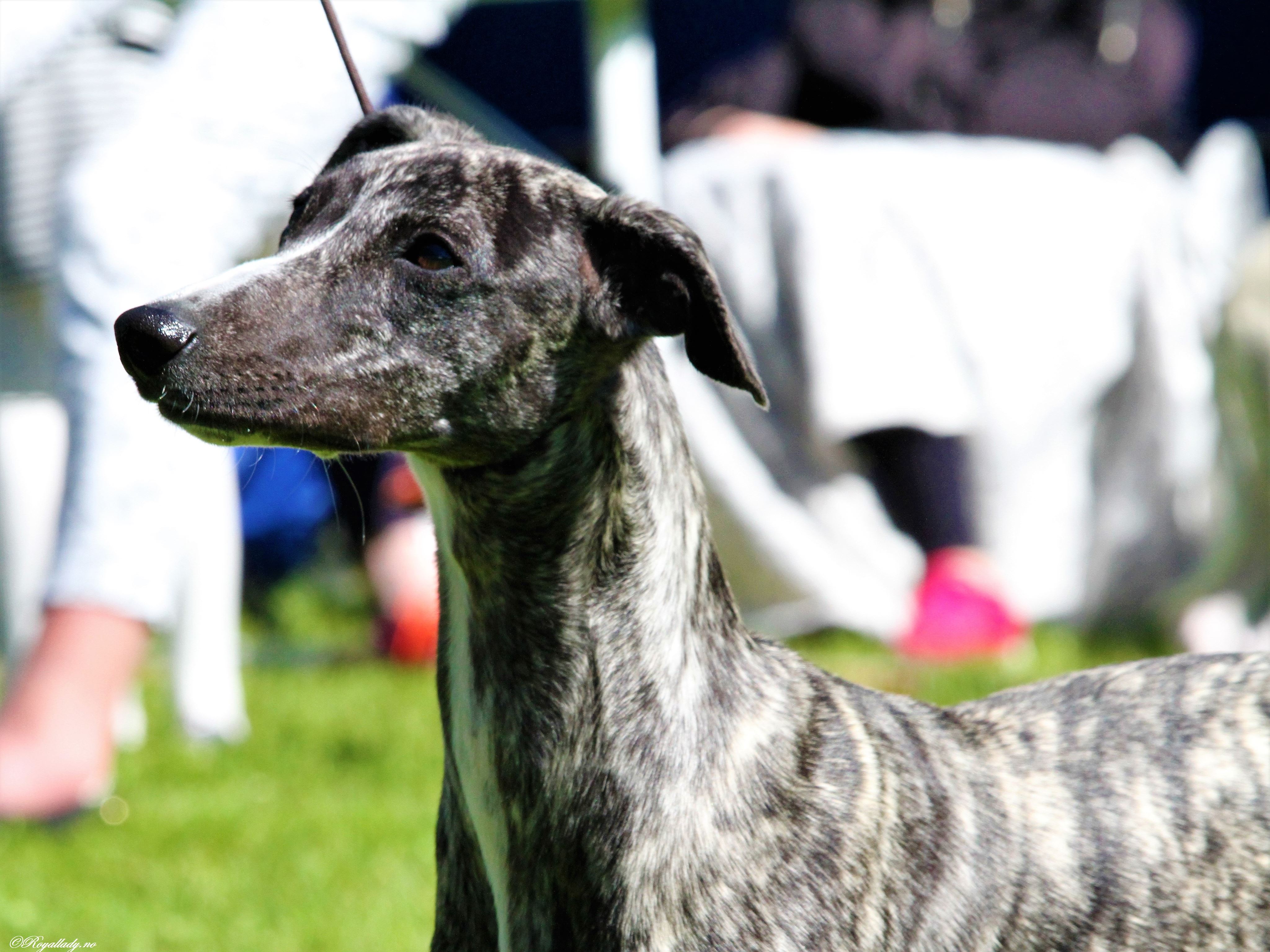 Abba Myndeklubben 30.juni 2018_04