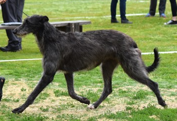 necesse's bona patria_1