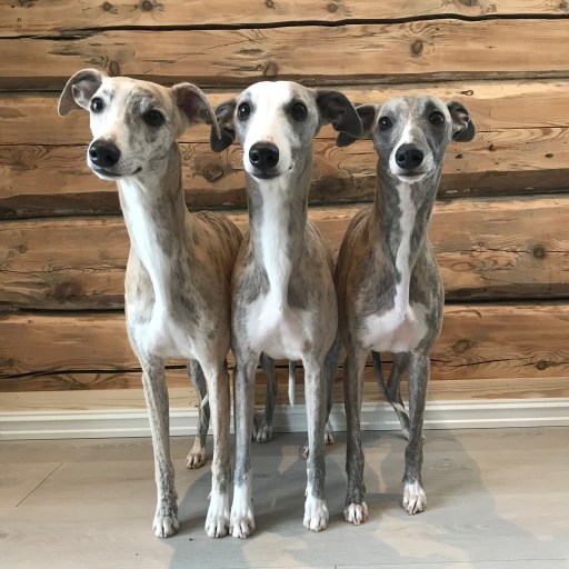 Pippi, Rime og Tessa_2