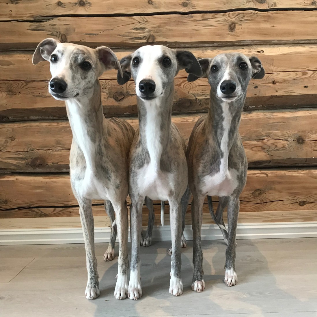 Pippi, Rime og Tessa_2