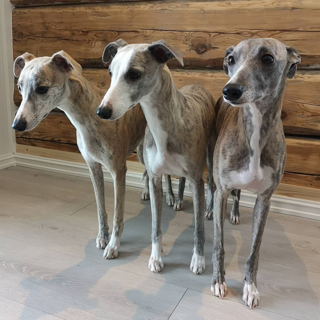 Pippi, Rime og Tessa_3