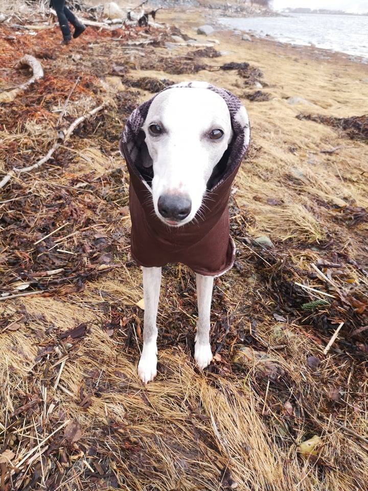 53734536_1006972586165175_4845539913883451392_n