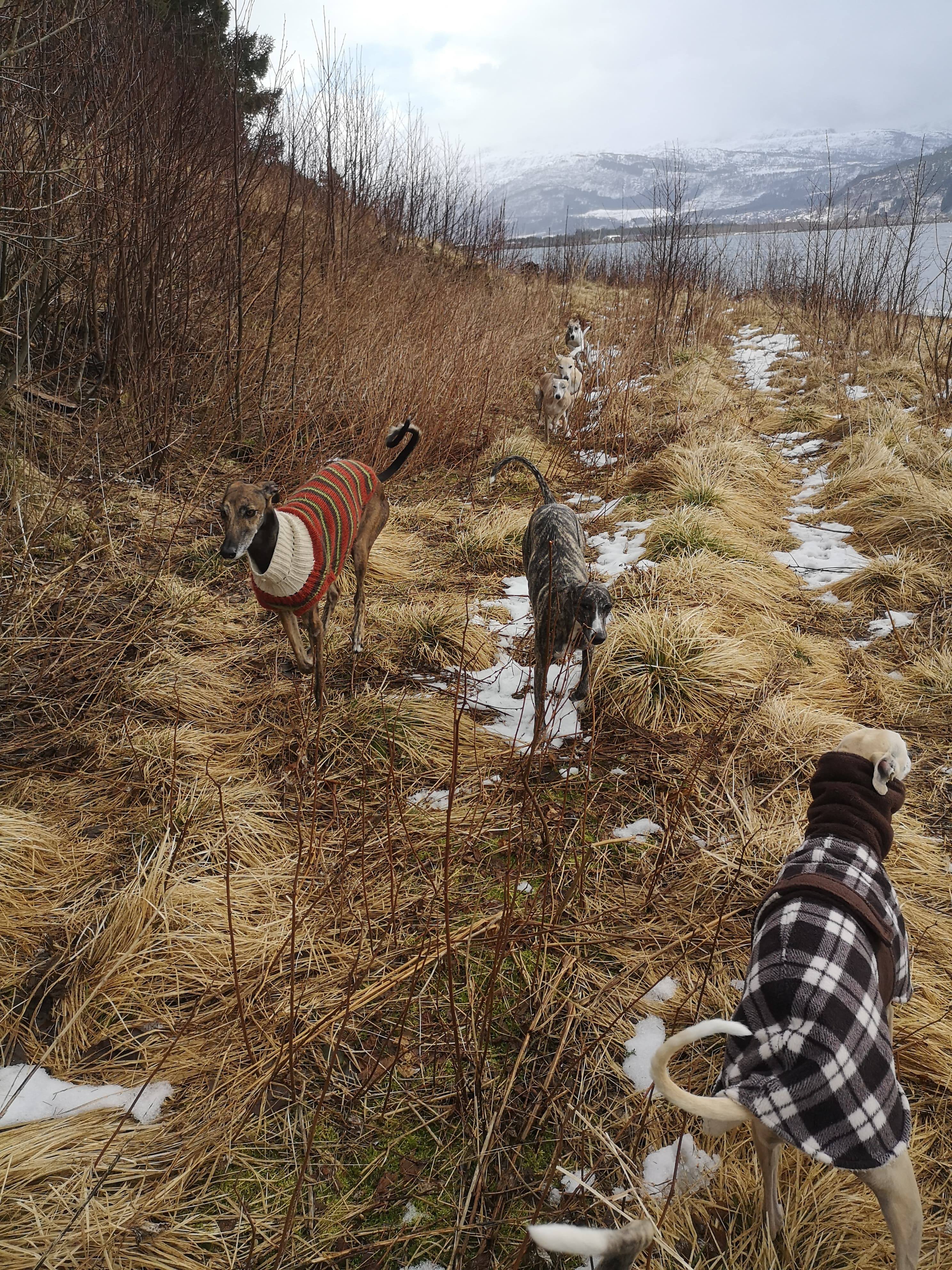 54353396_1247751078734634_1394893373583654912_n