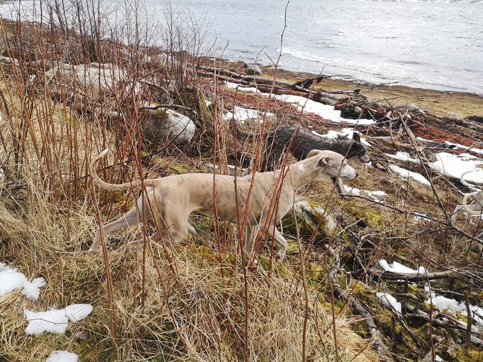 54523901_323112938553463_1756739235785736192_n