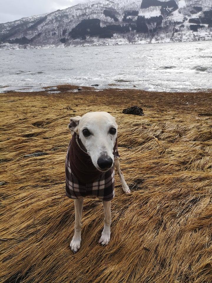 54729609_321642015221672_2415654607029010432_n