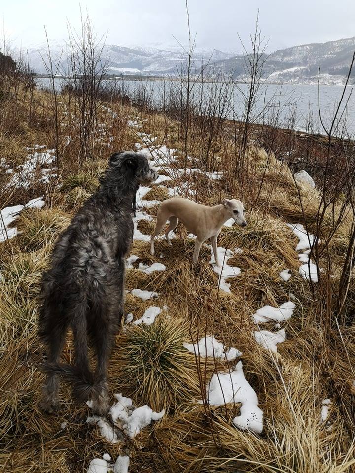 54730675_2440944392642476_5073057757620338688_n