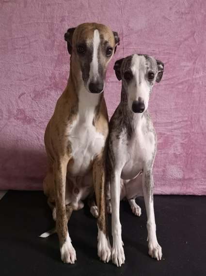 Adagio Olive Drab og Allfirdas Roskva