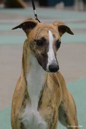 Adagio Olive Drab_24web