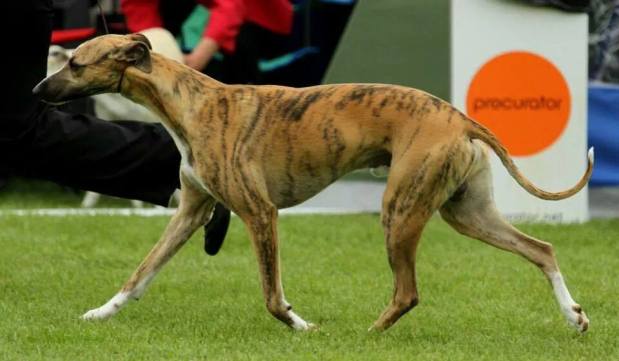 Adagio Olive Drab_28WEB