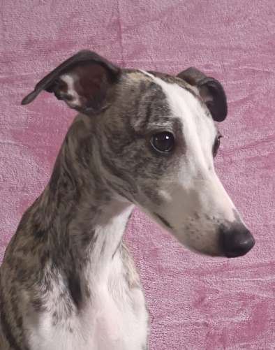 Allfirdas Roskva_5 web