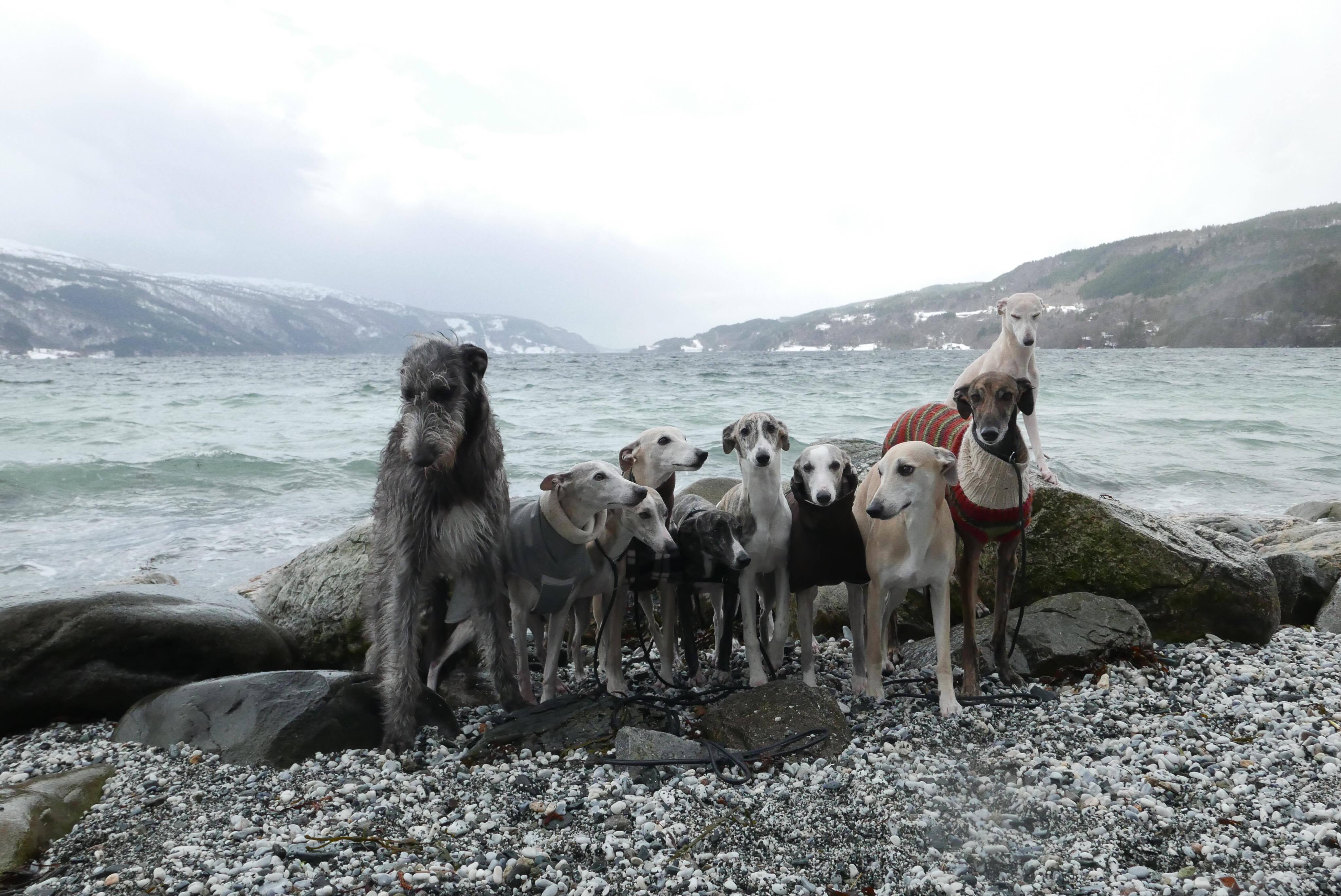 Flokken ved kalkstranda