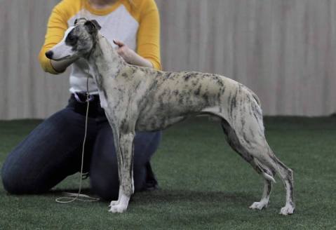 Whipsnow Like A Rolling Stone