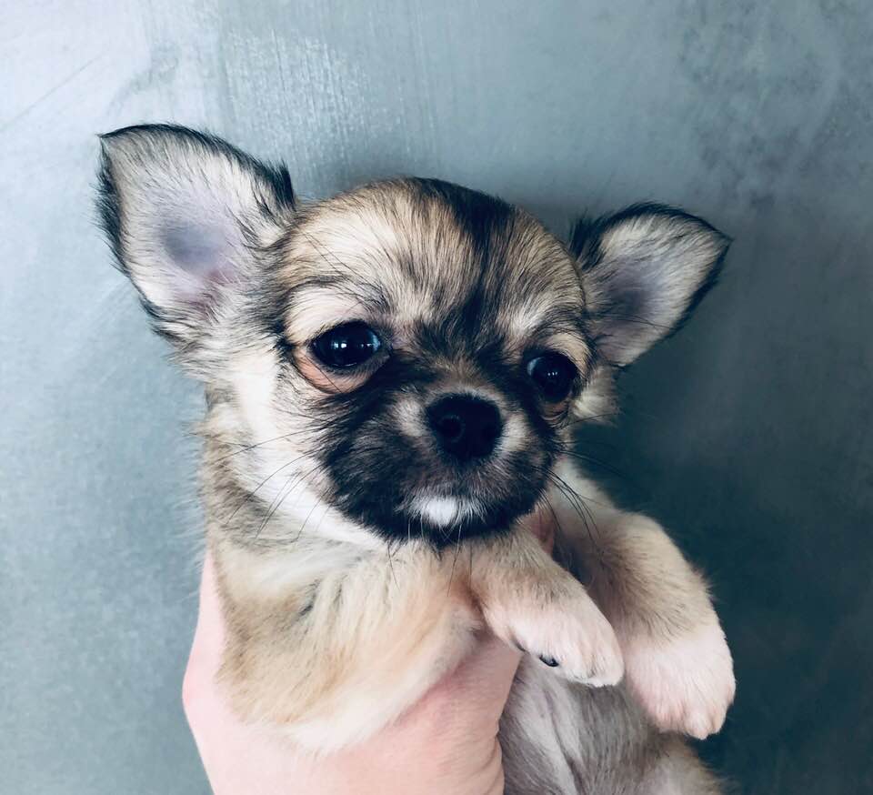 Idylllium's Masterpiece 7 uker