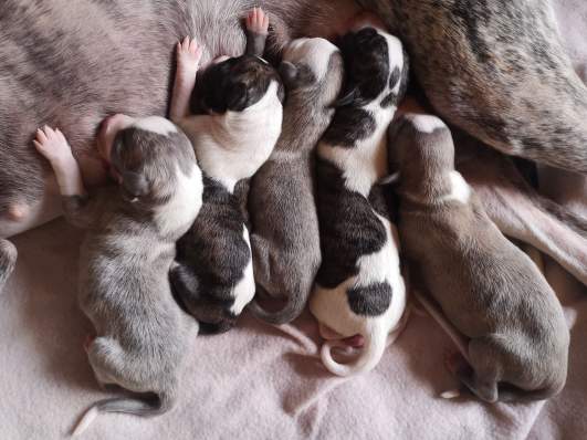 Allfirdakull mai 2019