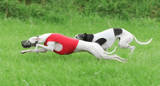 Skjermbilde 2019-05-22 kl. 19.03.20