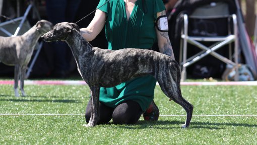 Abba 4BTK Res.cert 22.juni 2019_1