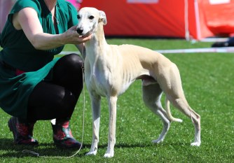 Arn VG 22.juni 2019_5