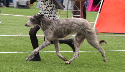 Inga BIG3 23.juni 2019_9