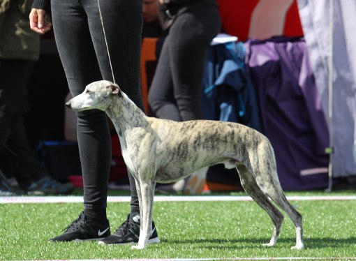 Pil EXC 2AKK 22.juni 2019