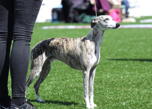 Pil EXC 2AKK 22.juni 2019_1