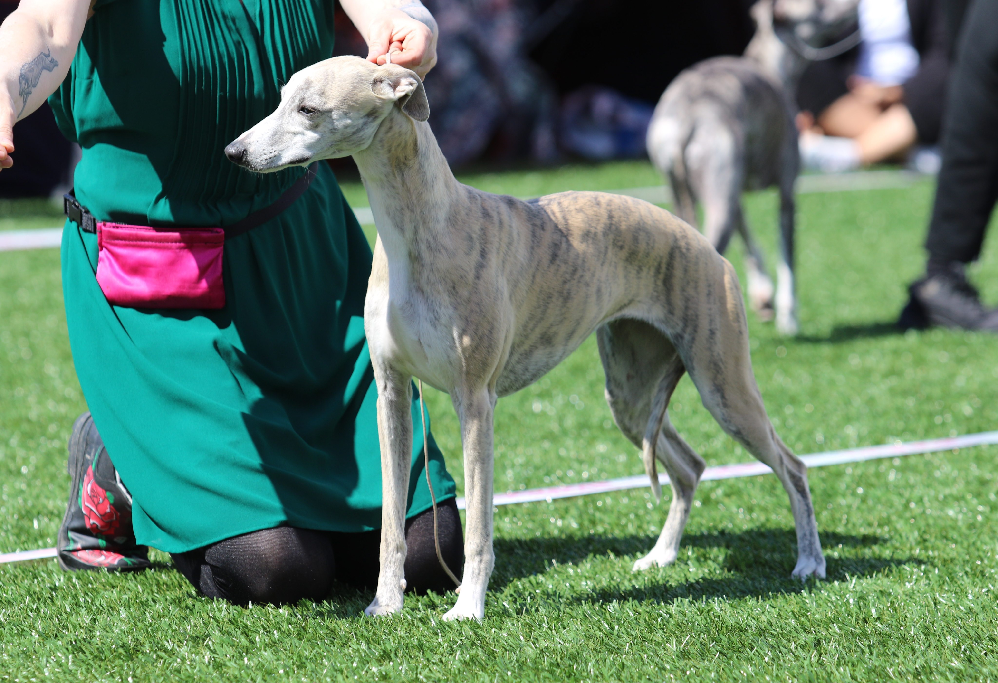 Pippi BIS3. 22.juni 2019_29