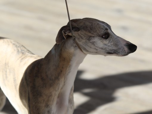 Pippi BIS3. 22.juni 2019_8