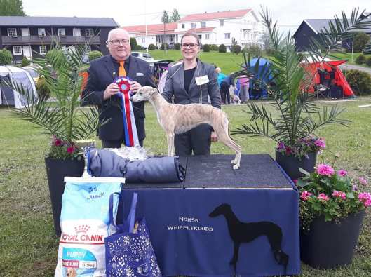 Pippi Whippetspesialen 2019_1