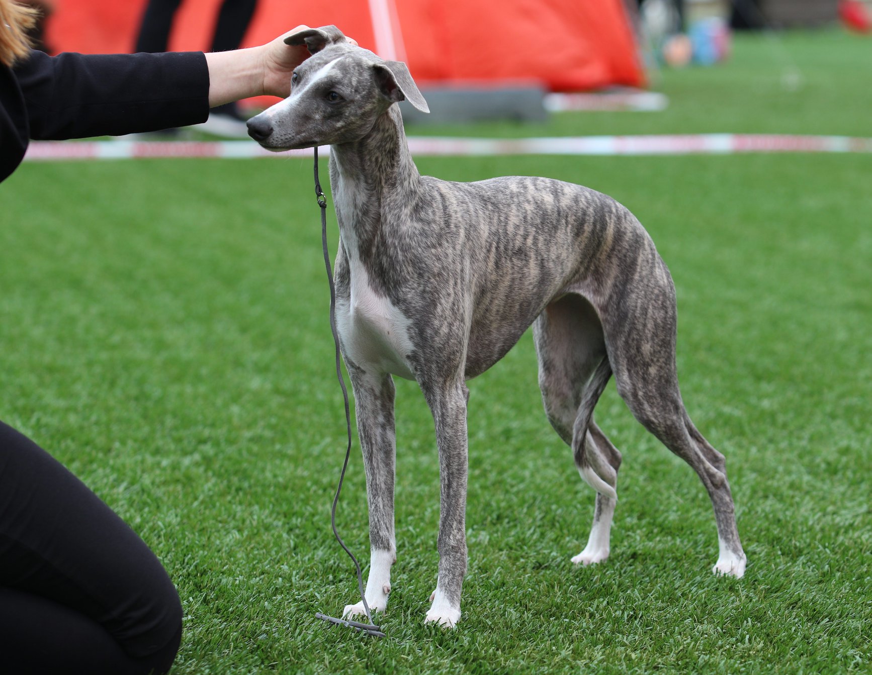 Whipsnow Girl from the North C. 10 months old_1