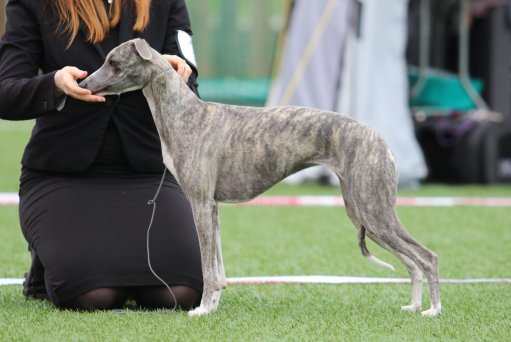 Whipsnow Girl from the North C. 10 months old_2