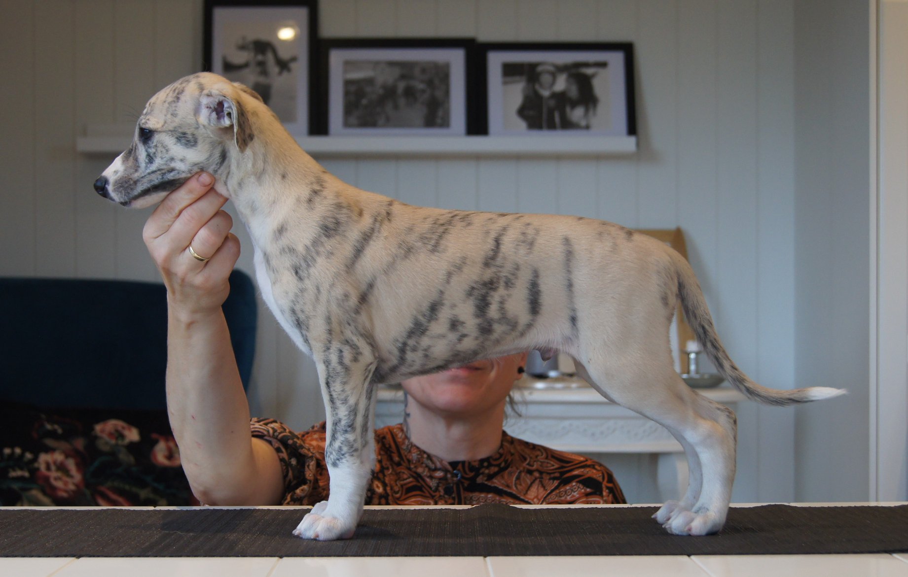 119325766_3924260344255788_67582938591207295_o