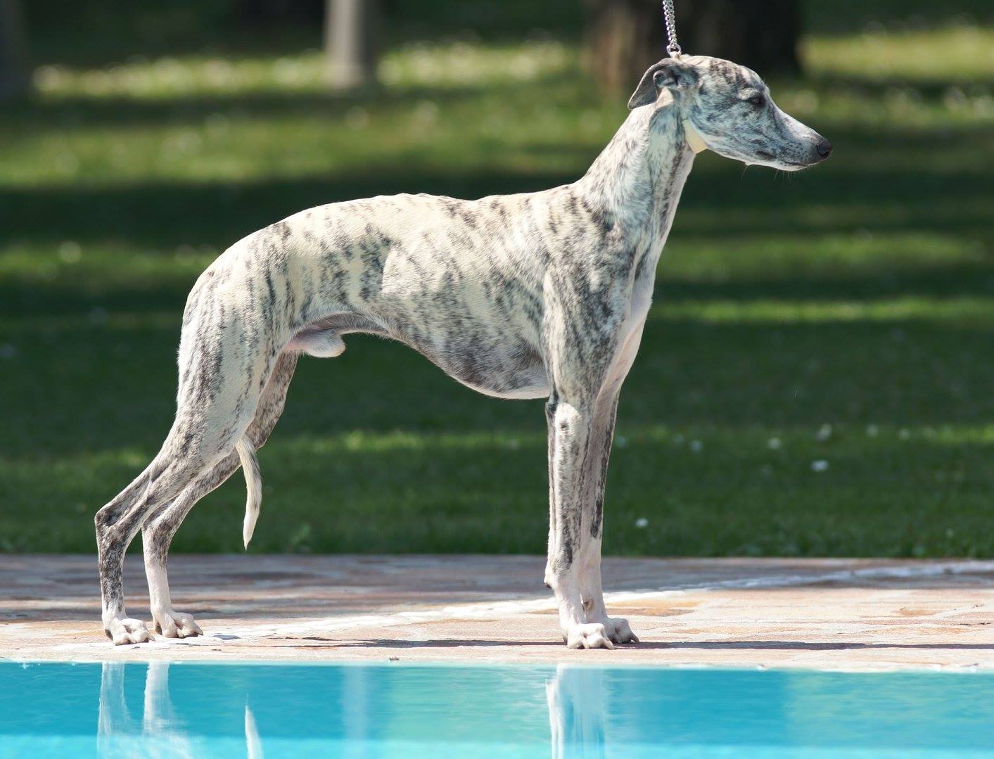 Allfirdas Ymslanda_1