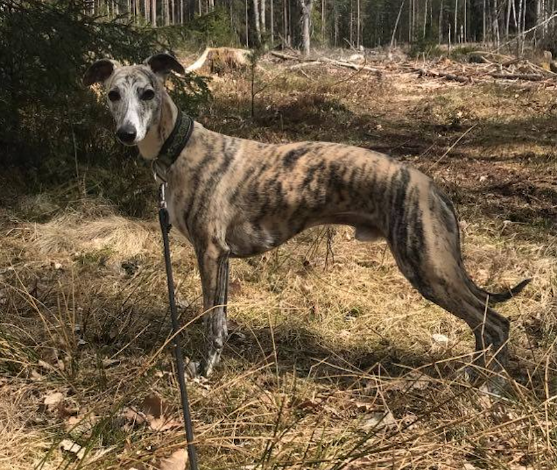 Skjermbilde 2023-03-30 kl. 15.20.45