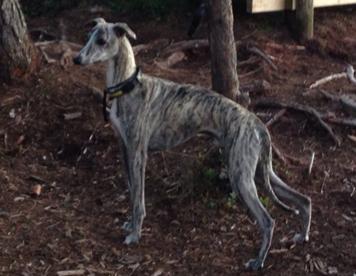 Skjermbilde 2023-03-30 kl. 16.33.22