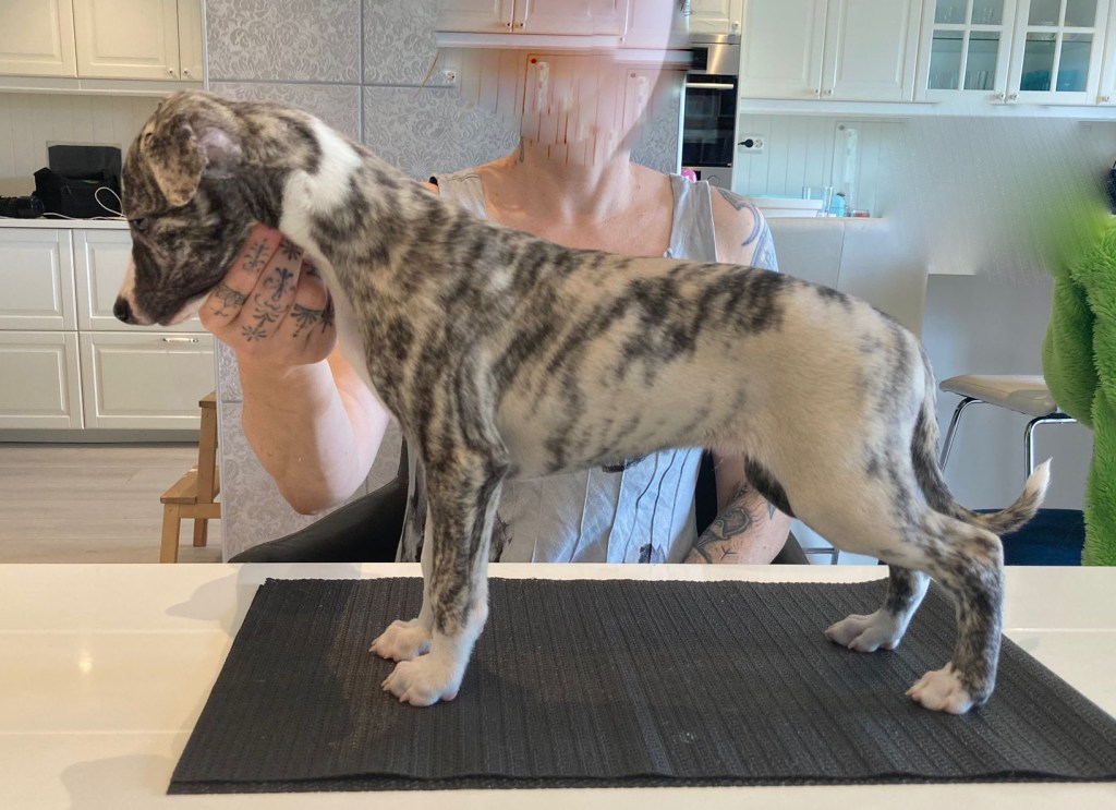 2024
f.22.05.24 – 2 males and females
Allfirdas Tengel
Allfirdas Tamlin
Allfirdas Sol
Allfirdas Saga