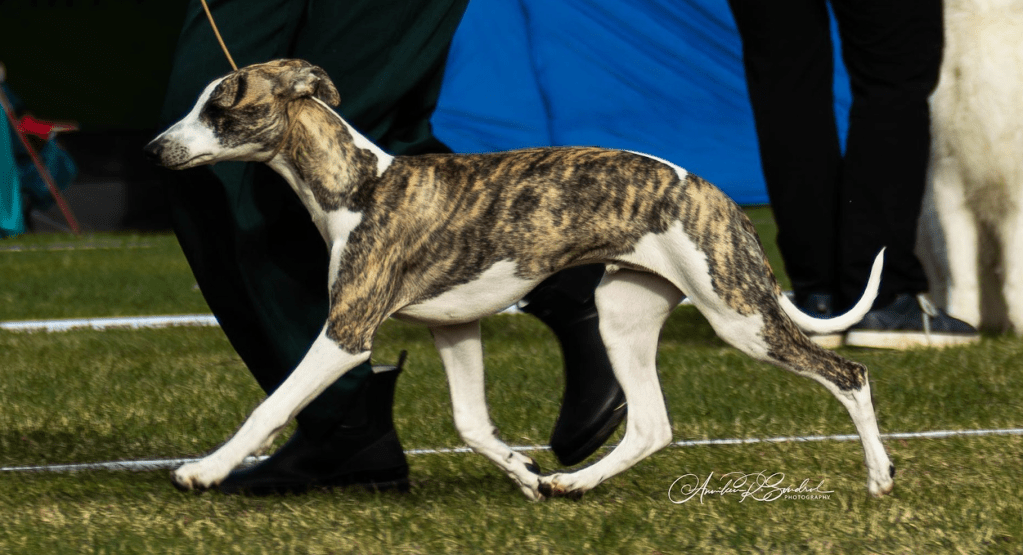 Allfirdas Harlequin
WHIPPET